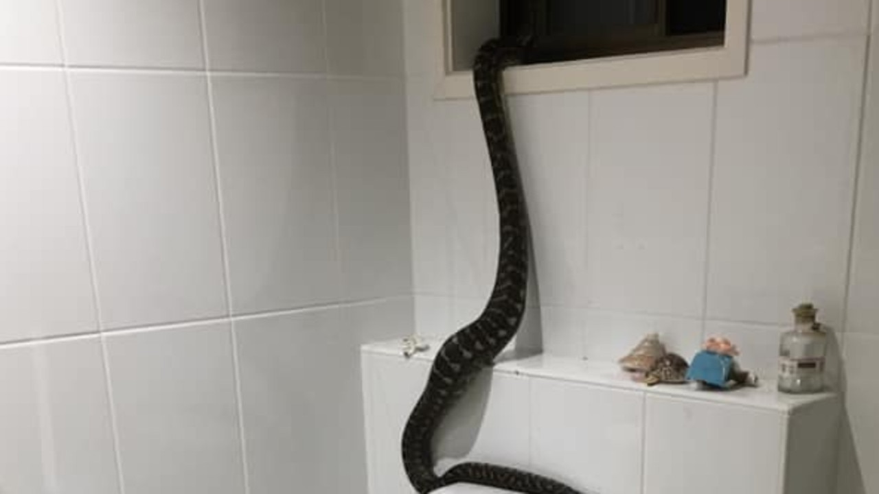 Snake in bathroom on Gold Coast