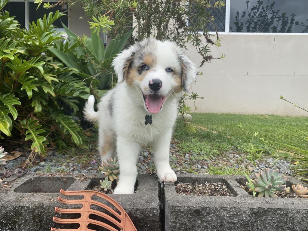 Otis Macht – If sunshine were a puppy, its name would be Otis! He is a happy-go-lucky little dog who believes every living thing in the world wants to be his friend, except maybe the cane toads. He is an Australian shepherd with eight siblings living all over the country, several of whom we stay in contact with. He’s got a monster appetite, is good at obeying sit, drop, and shake paws commands and rolling over for a tummy rub, but really needs to work on coming when called! He is beloved by all the kids in the neighbourhood but especially adores his Mum and Dad.