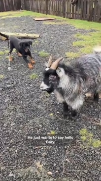 Mischievous goat tries to headbutt puppy