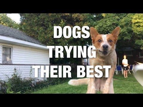 Dogs Trying Their Best and Failing Adorably. Credit - Various via Storyful