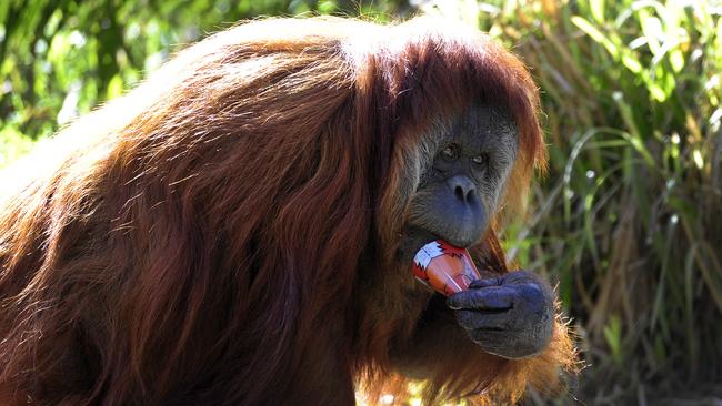 Adelaides Zoo’s orang-utan Karta plays with her Zoo Crew character. Picture: Mark Brake