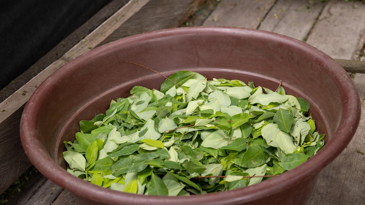 The coca leaves before they are cut up in a cocaine lab in Colombia. Picture: Jason Edwards