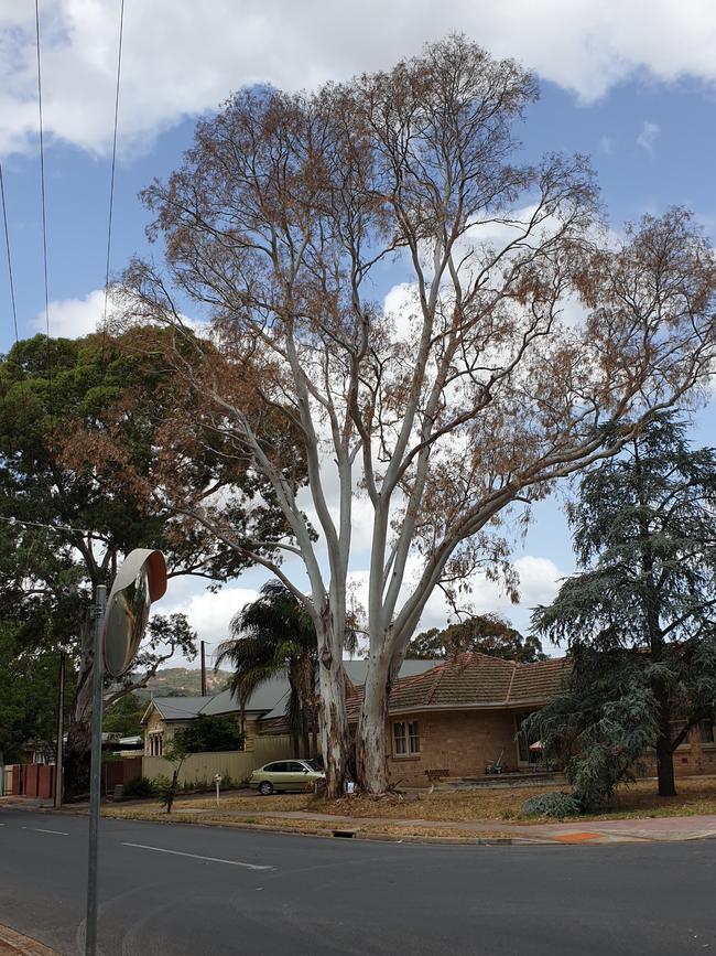 Campbelltown Council says this river red gum on the corner of Shakespeare Ave and Birkenshaw Ave, Tranmere, was intentionally poisoned. Picture: Renato Castello