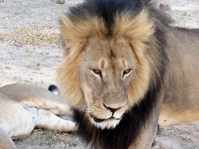 Hunted ... Cecil strolls around in Hwange National Park, in Hwange, Zimbabwe. Picture: Paula French via AP