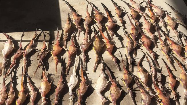 Seahorses killed by the algal bloom.