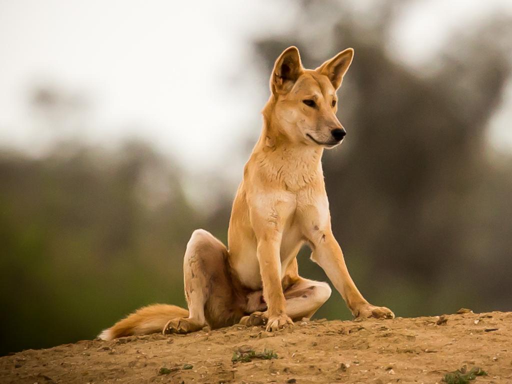 why do dingoes look like dogs