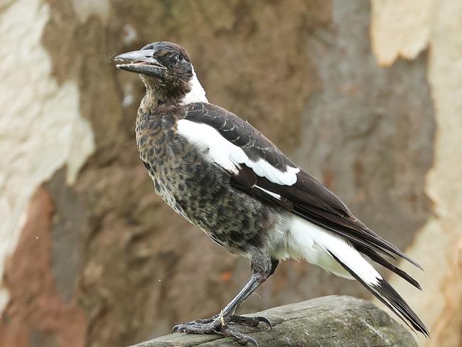 Magpie at the end of Granville Street, Wilston. Picture: Liam Kidston