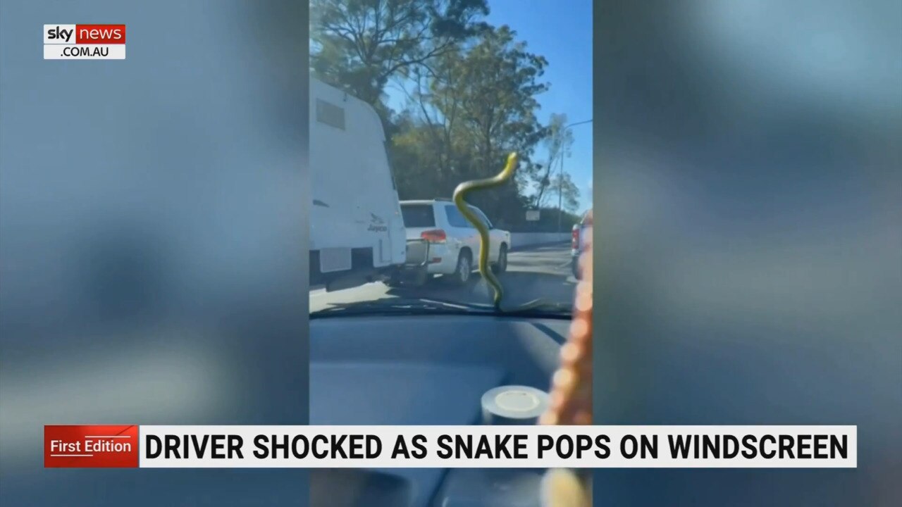 Driver discovers tree snake on windscreen