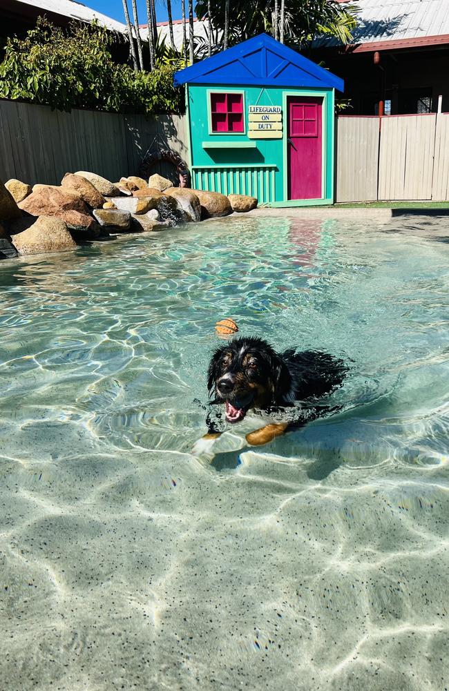 Pooches can enjoy pool party surrounds at Pet Resorts Australia Townsville. Picture: Facebook