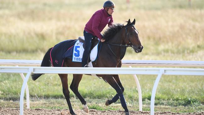 Melbourne Cup starter Tiberian.