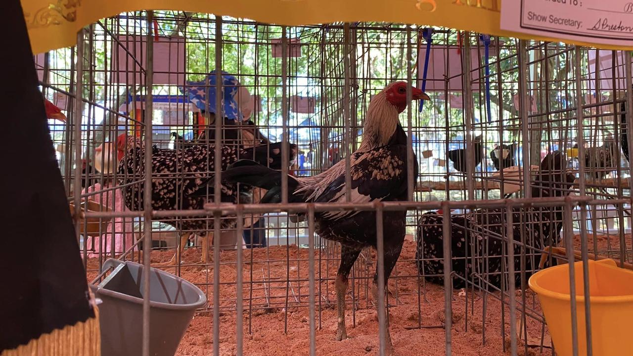 Ben Reinke's duckwing modern hardfeather bantam won a champion prize at the 2023 Fred's Pass Show. Picture: Facebook/ Roslyn McMillan