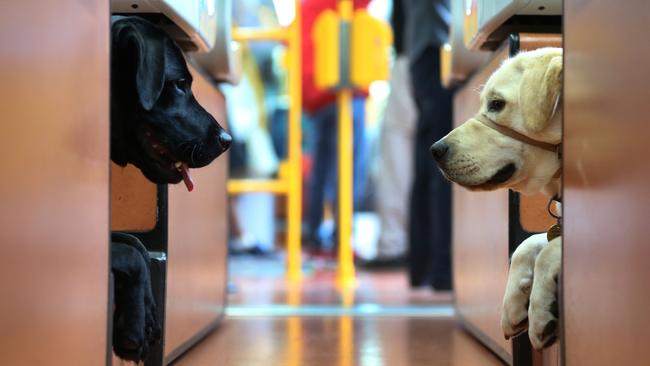 Service dogs on public transport are one thing, but letting any old woofer on is a recipe for disaster. Picture: Dean Martin