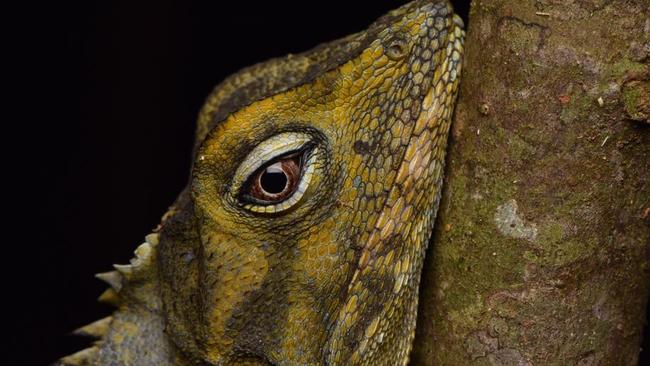 A southern angle-headed dragon (lophosaurus spinipes). Photo: Todd Michaelsen/@todds_wildlife
