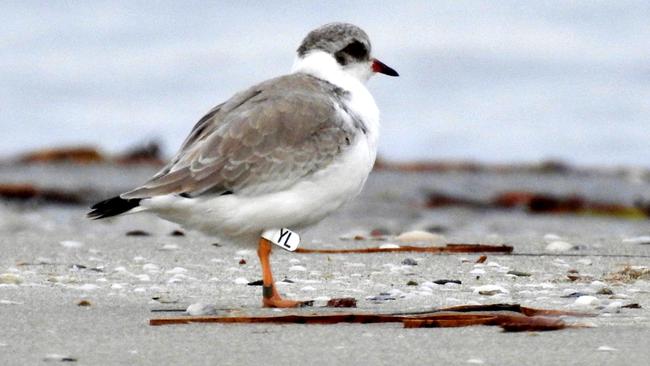 Sandy, who hatched at Seacliff in January, was seen recently with seven other hoodies at Semaphore. Picture: Mary-Ann van Trigt