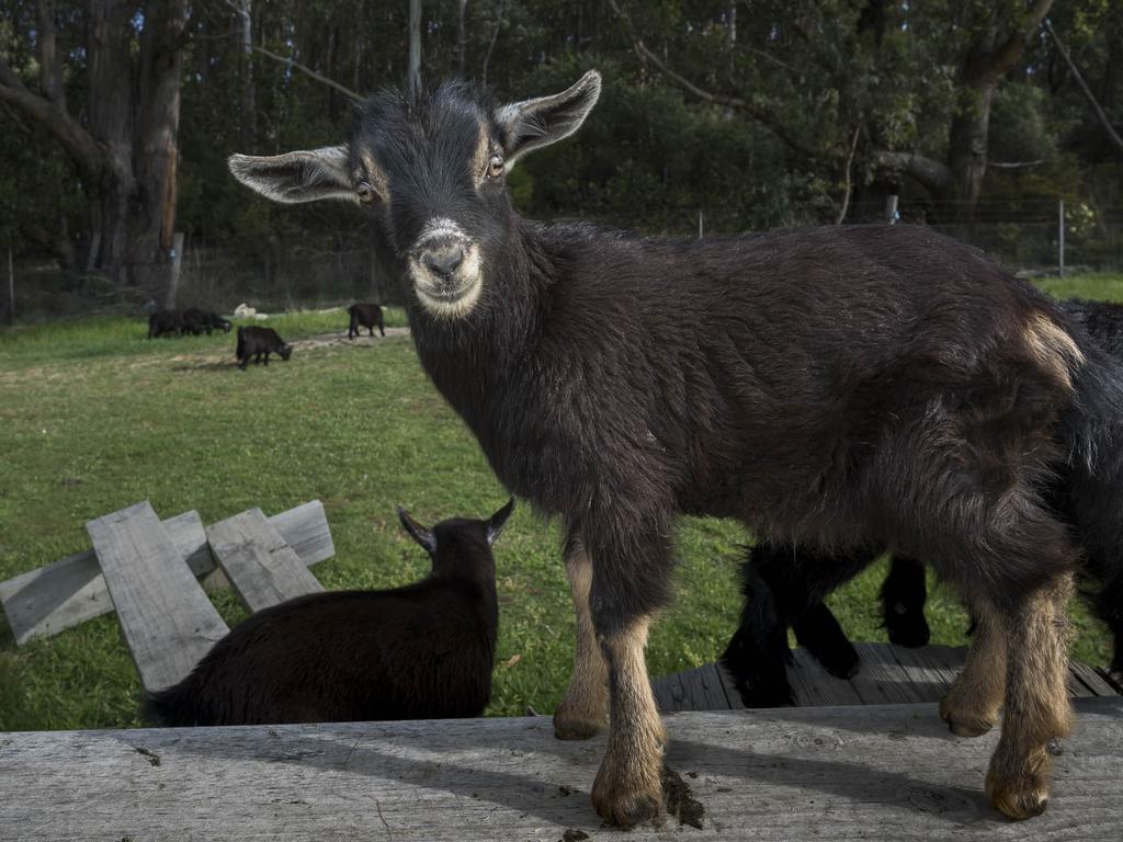 Hampwood Farm pygmy goats. Picture: Caroline Tan