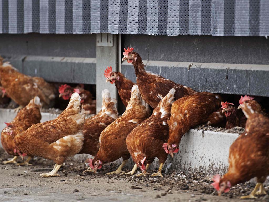 Seven workers at a Russian poultry farm were found to be infected with the bird flu strain. Picture: Olaf Kraak/ANP/AFP