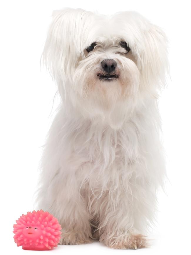 Maltese terriers were also a popular breed.