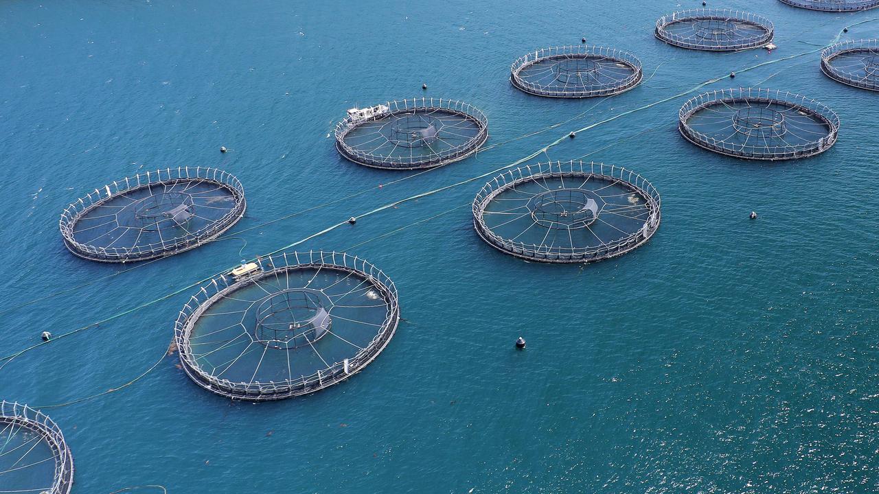 Brazilian Giant Jbs Closes In On Huon Aquaculture 