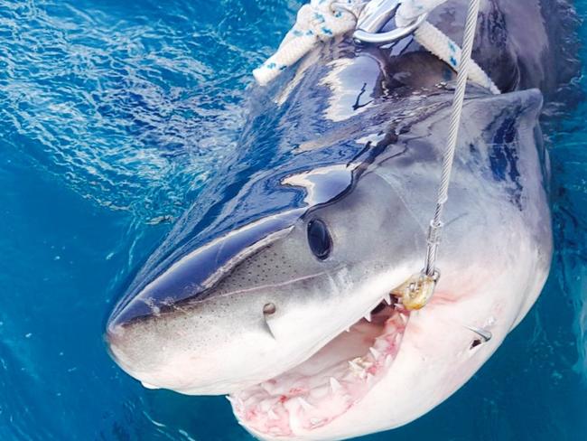 A 2.35m female was caught on August 20 near Forster. Picture: Supplied