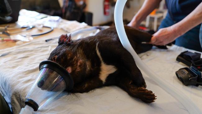 A sedated Tasmanian devil gets a full health check before travelling overseas. Picture: Aussie Ark