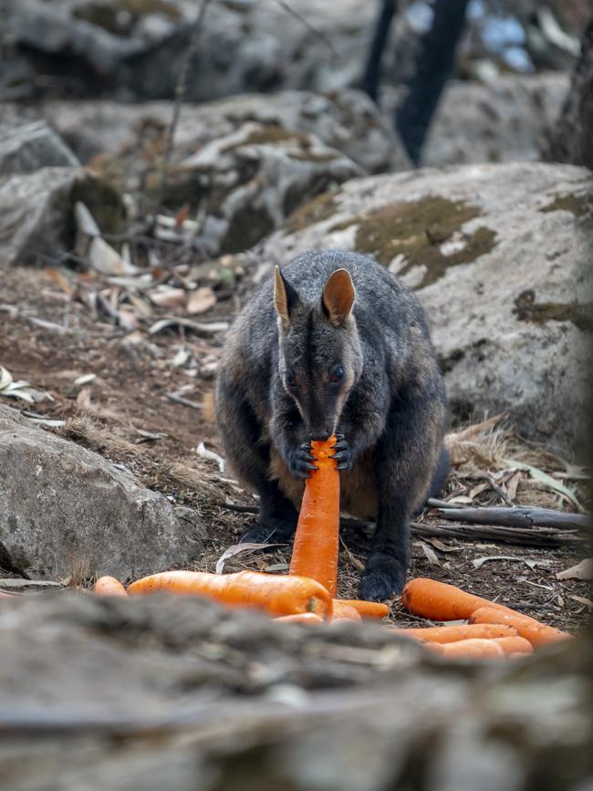 Operation Sweet Potato, that targeted wildlife in NSW. Picture: Supplied