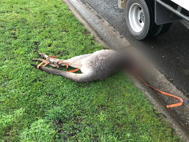 The roo was found on Winter St, Ballarat — right near Victoria Park. Picture: Supplied.