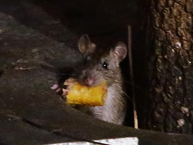 Council says illegal dumping has sparked the growth in rats. Picture: Bill Hearne