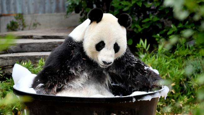 Male Panda Wang Wang enjoys a bubble bath at Adelaide Zoo. Picture: AAP