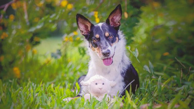 Border collie Pepper from Helensvale is incredibly cute and loves to show off her many talents, including tricks, track & search and scent work.