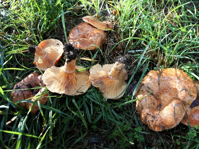 Blake Werner loves to forage for mushrooms around Red Hill