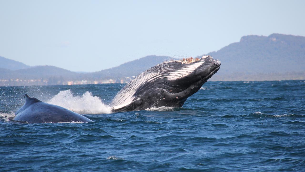 Whale watching kicks off early on the Central Coast | Daily Telegraph
