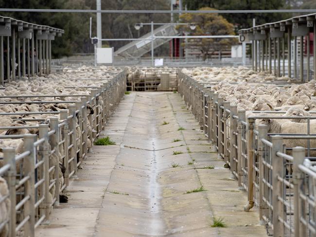 LIVESTOCK: Bendigo Lamb Sale. Bendigo Livestock exchange. Bendigo SaleyardsPICTURED: Generic sheep. Sheepyards. Stock photo. Lamb. PICTURE: ZOE PHILLIPS