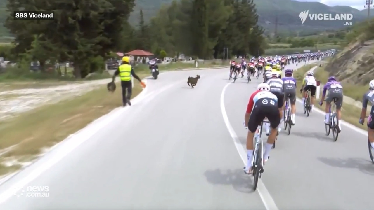 Goat attacks rider in Giro D'Italia
