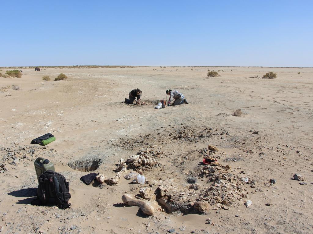 Two volunteers are shown digging up the largest-known skeleton of Protemnodon viator at Lake Callabonna in 2018. The specimen was nicknamed “Old Gregg” for its great size and very worn teeth, suggesting advanced age. The partial skeleton of a Diprotodon, an extinct giant marsupial, is in the foreground. Picture: supplied/Aaron B. Camens