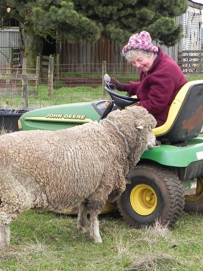 Yvonne Fix’s ride-on mower gets Babe the pet sheep’s motor running.