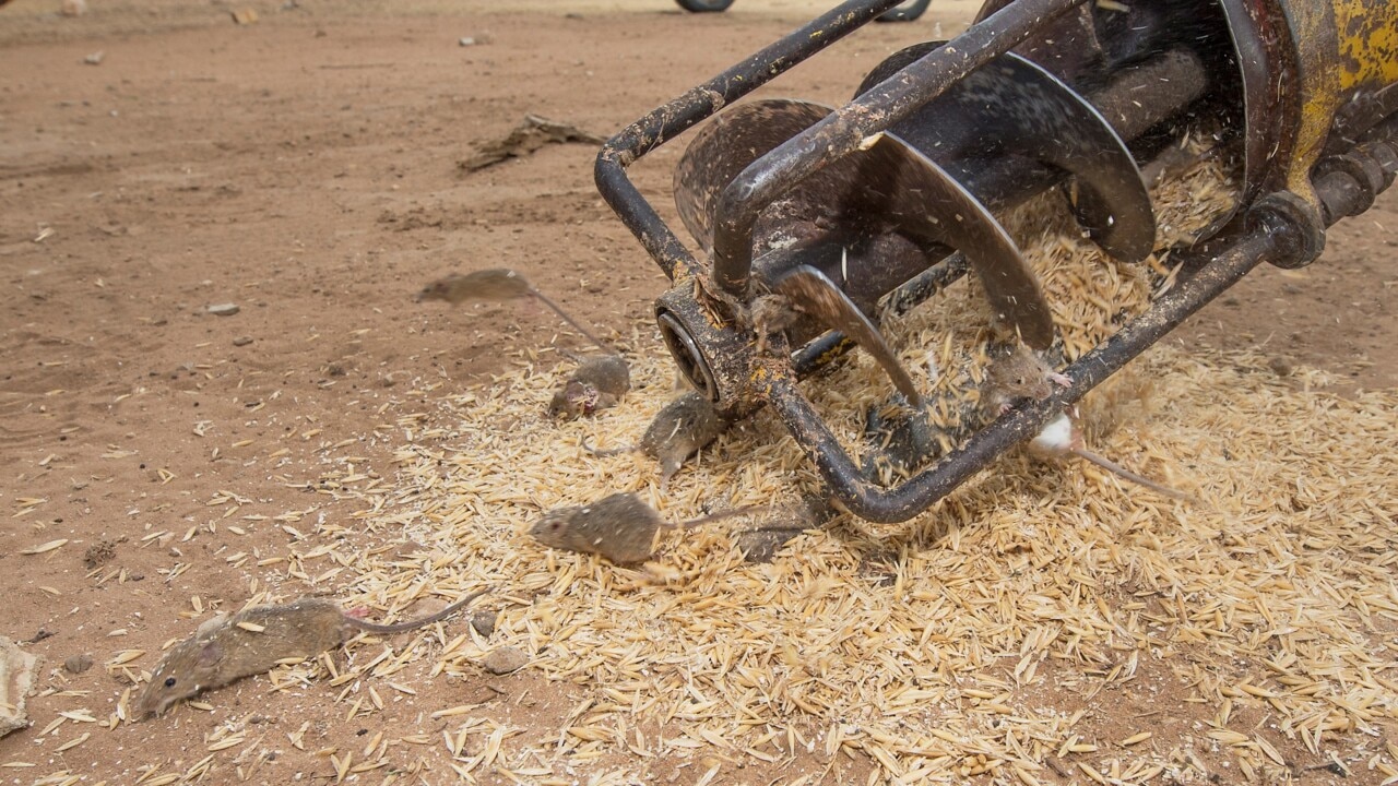 PETA calls on farmers not to kill mice plaguing regional NSW