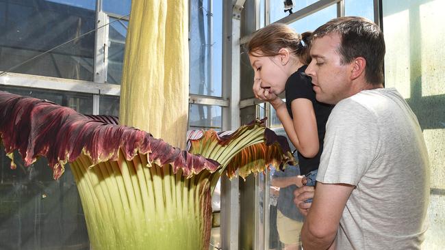 Matthew Snibson, 37, with his daughter Phoebe 7, of Redwood Park, Adelaide, take a look at the smelly corpse flower at Mount Lofty Botanic Garden nursery. Picture Roger Wyman