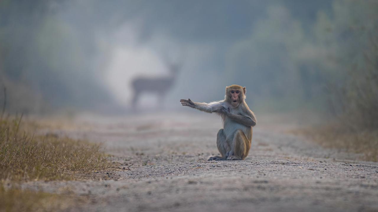 A macaque takes it upon himself to direct jungle traffic in Rajasthan, India. Picture: Pratick Mondal