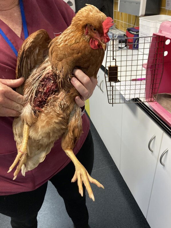 The injured chickens had to be euthanised.