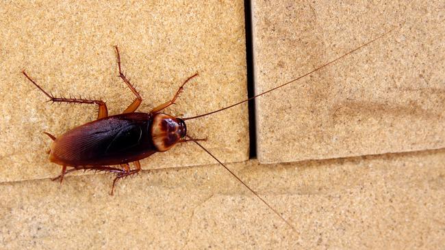 Roaches … they can hide in warm, dark places. Oh, and they can fly.