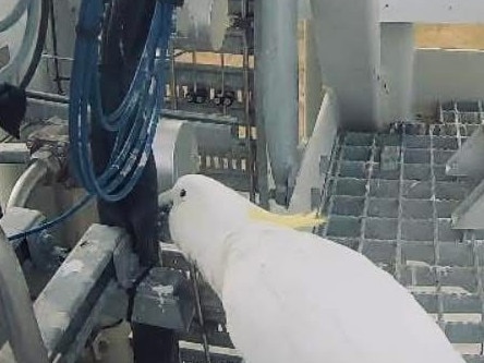 A cockatoo was caught on camera having a nibble on some rocket parts but Gilmour Space confirmed it didnât have anything to do with the delay. Photo: Gilmour Space Technologies
