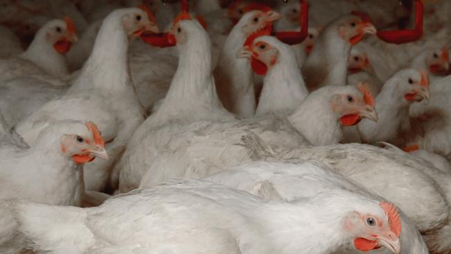 Inghams Enterprises poultry meat chickens. Supplied:  Australian Chicken Meat Federation