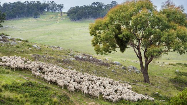 Industry expert Prof Robert White said farmers need to ask themselves if the change in management is worth the potential profit to be made. Picture: Zoe Phillips