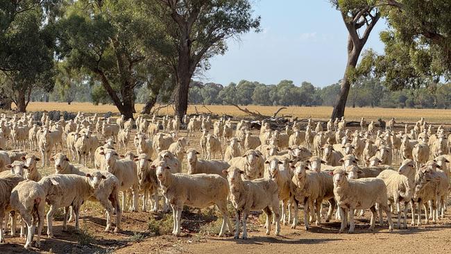 Across its four farms, the Summit Aggregation produced about 1000ha of crops alongside 2000-2500 merino ewes and followers.