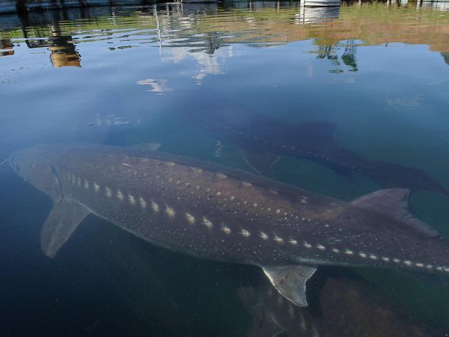 White Sturgeon Farming