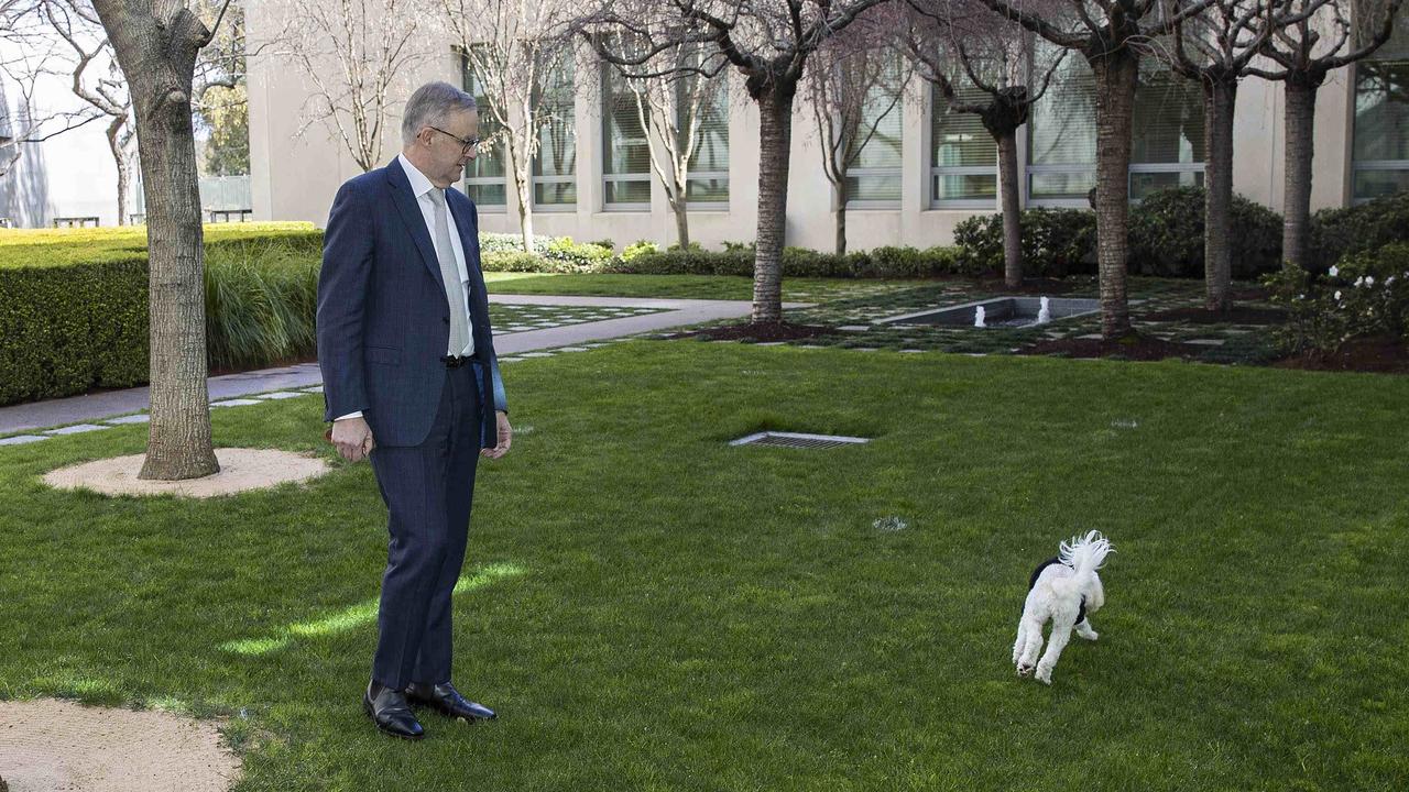 Prime Minister Anthony Albanese took his dog “Toto" for a quick stroll at Parliament House in Canberra. Picture: NCA NewsWire.