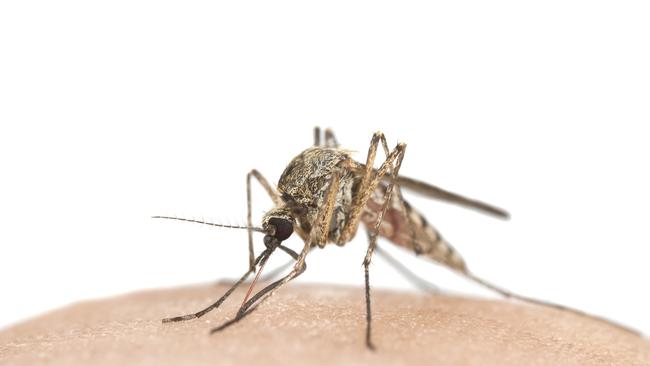 A flesh-eating ulcer, spread by mosquitoes and possums, has been detected in Melbourne’s northern suburbs.