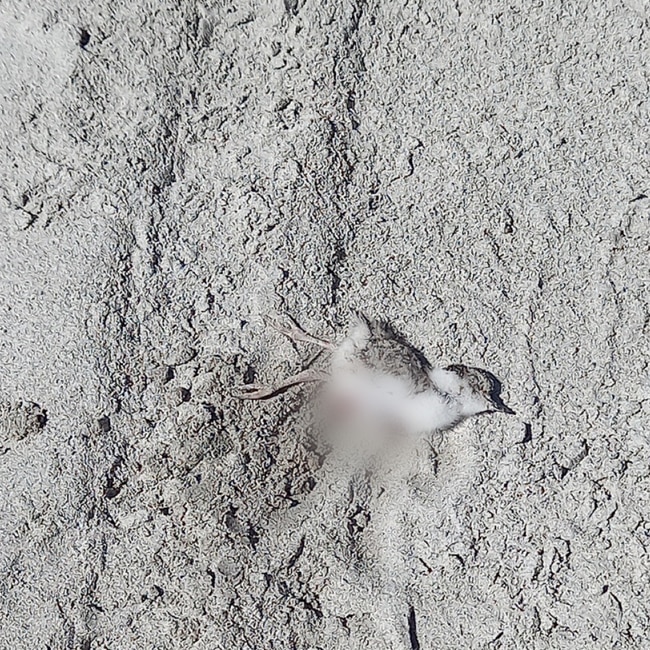 WARNING: DISTRESSING IMAGE: A baby chick was found dead on the beach during the Saturday night and the early hours of Sunday morning. Picture: Crime Stoppers Victoria