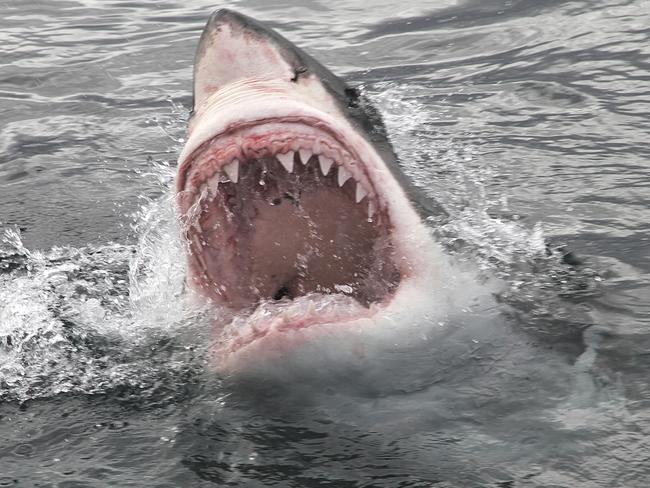 Great White Shark showing his big jaws when jumping out of the water for a deadly attack. MUST CREDIT Image: iStock