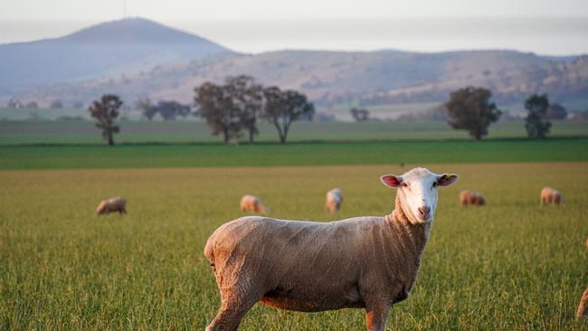 The Bunn family are offering their flock of high-quality Merino ewes as part of the sale of Coreena and Binya properties.